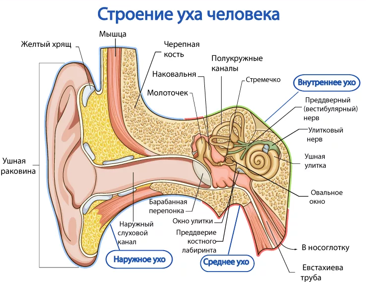 Заложило ухо при простуде, что делать: чем лечить заложенность ушей